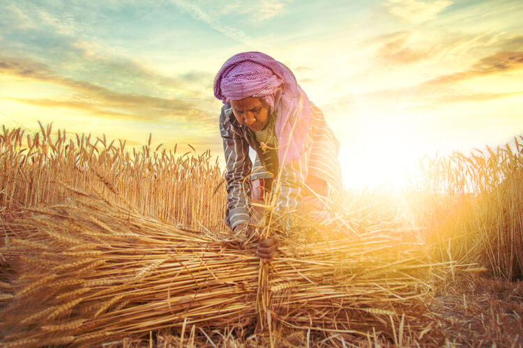 Fazendeira coletando feixes de talo de trigo, Haryana, Índia.