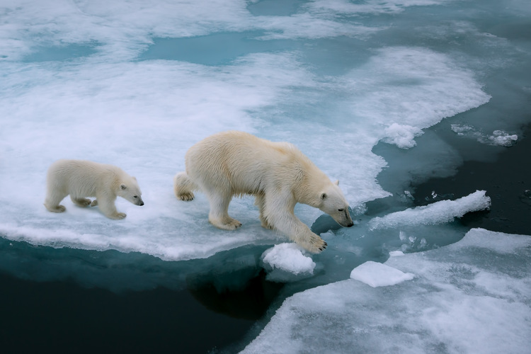 Urso polar e filhote em gelo fino.